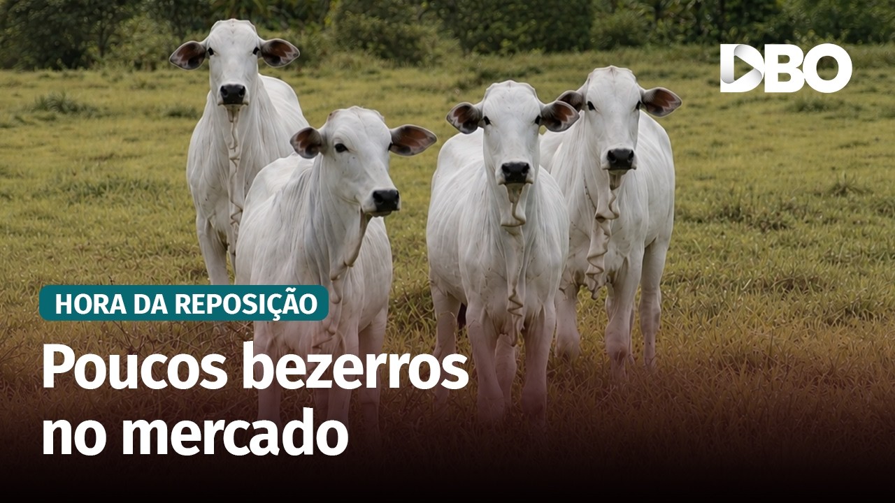 Reposição em MT: preços do bezerro ainda têm espaço para subir