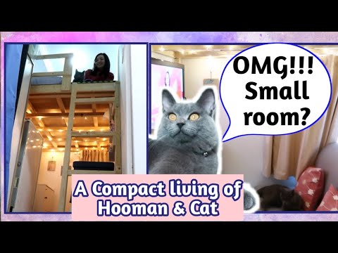 Cat and Hooman SMALL ROOM TOUR with Loft Bed | Ashby the grey cat