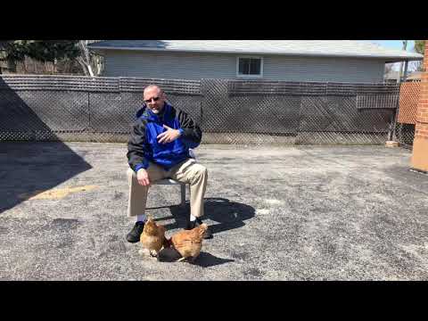 HOW TO Pick Up A CHICKEN / HOW TO Hold A CHICKEN / Chickens Can Be A Great Pet / Love My Chickens!!!