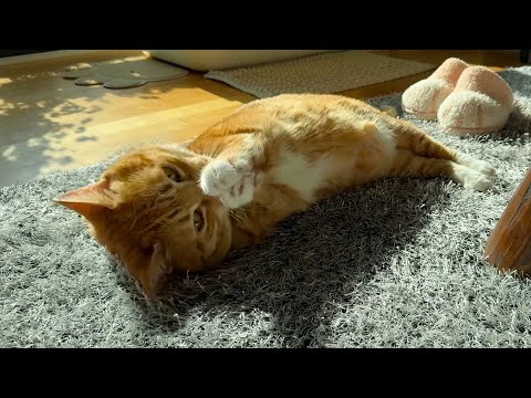 아직도 자기가 아기인 줄 아는 13살 고양이