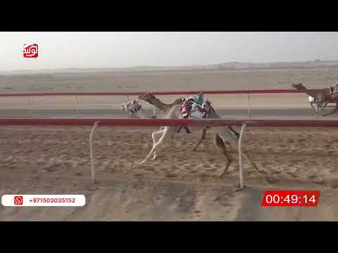  ش 13 (الورايه) لـ خالد احمد عمر حماد 2:13 ، شارة صندوق حلفه 2026/05/03 فطامين سويحان