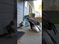 Fighting a eagle to defend a little squirrel 🐿️  #cat #cats #squirrel #eagles #animal