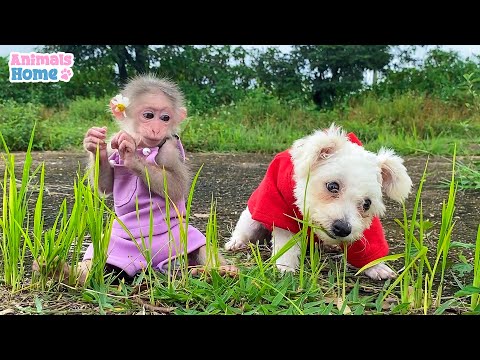 BiBi and puppy hides from duckling to go out
