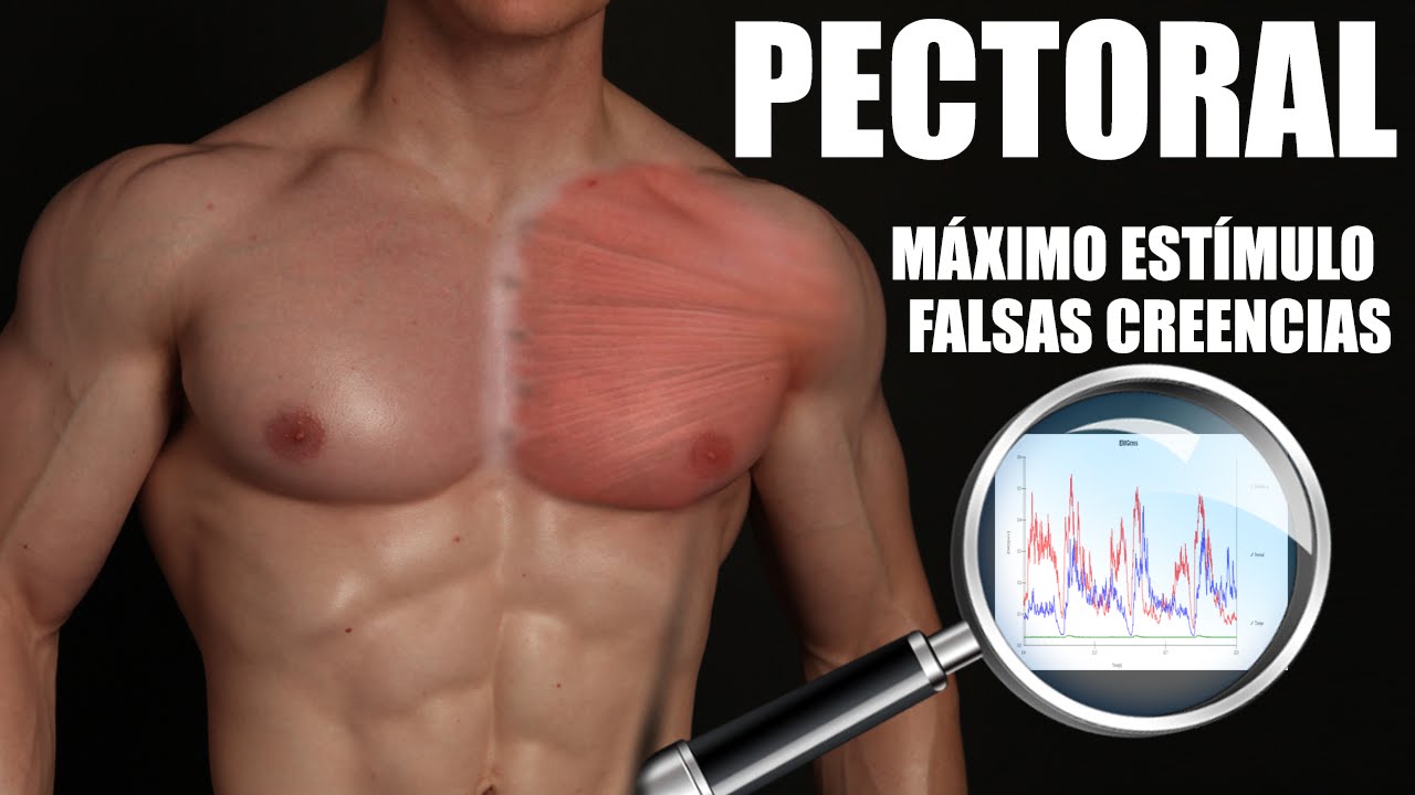 PECTORAL: MÁXIMO ESTÍMULO, HIPERTROFIA Y FALSAS CREENCIAS