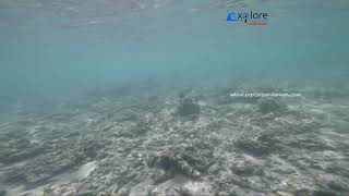 preview picture of video 'Corals, Little Andaman, Andaman and Nicobar Island'