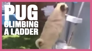 Pug climbing up a ladder to the pool