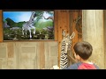 The Talking Zebra Safari Zoo San Diego Aatwinsclub