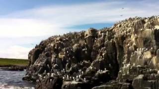 preview picture of video 'Farne Islands from seahouses North East England'