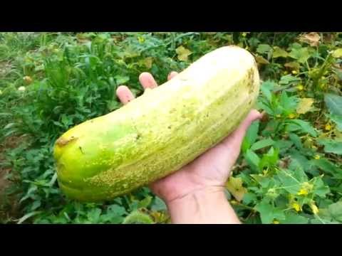 download lagu mp3 mp4 Extra Large Cucumbers, download lagu Extra Large Cucumbers gratis, unduh video klip Extra Large Cucumbers