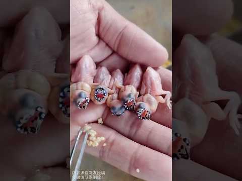 Hatching Colorful Munia#animals#colorfulbirds