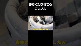 待ちくたびれるフレブル🐶　 #shorts #vlog #animals #フレンチブルドッグ #frenchie