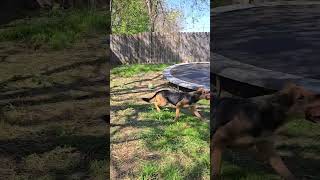 Video preview image #1 Mutt Puppy For Sale in Jackson, MS, USA