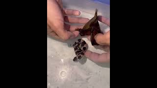 Esse Homem Criou um Tubarão Fofo 😍❤️