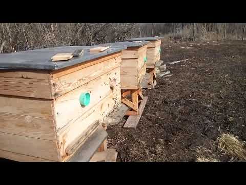 26,02,2021 Облет пчел.