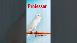 Download lagu Top canário cantando #birds #kenari #canariobelga #canary #finch mp3