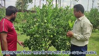 সখিপুরে মাল্টার বাম্পার ফলন