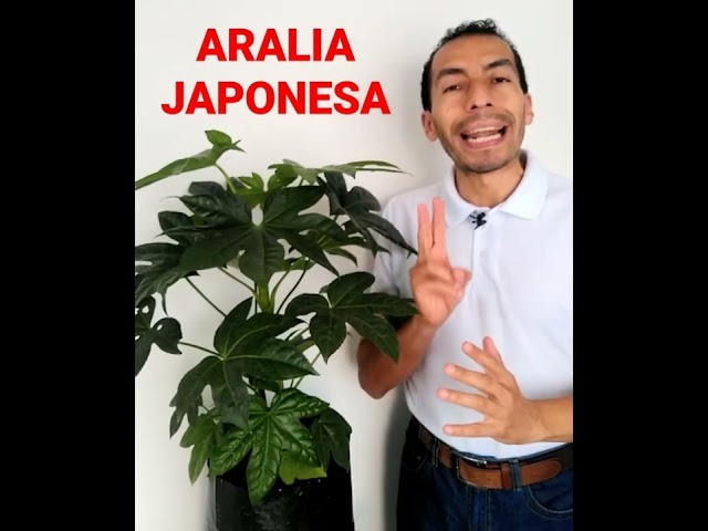 Vídeo relacionado con Leaf Planta Artificial Japonesa de aralia de Hoja de 60 cm, Maceta de plástico Negra