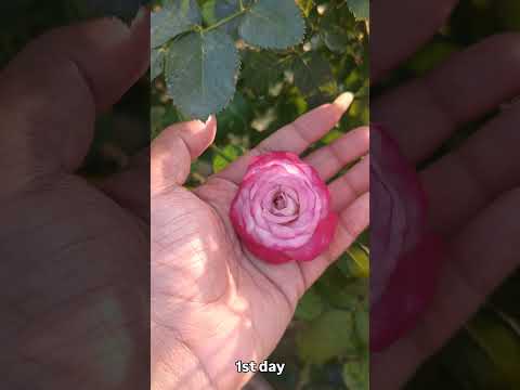 #flowers#music#viralvideo #viralreels#viralshort#video #viralshorts  #explore #explorepage#trending