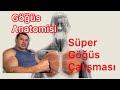 Göğüs Anatomisi Göğüs Büyütme
