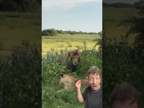 The Duba Plains Lions are DIFFERENT