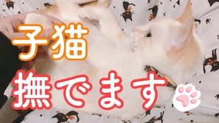 子猫をなでる動画 【猫動画】