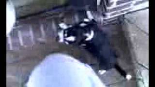 i hate devon's dog! lol