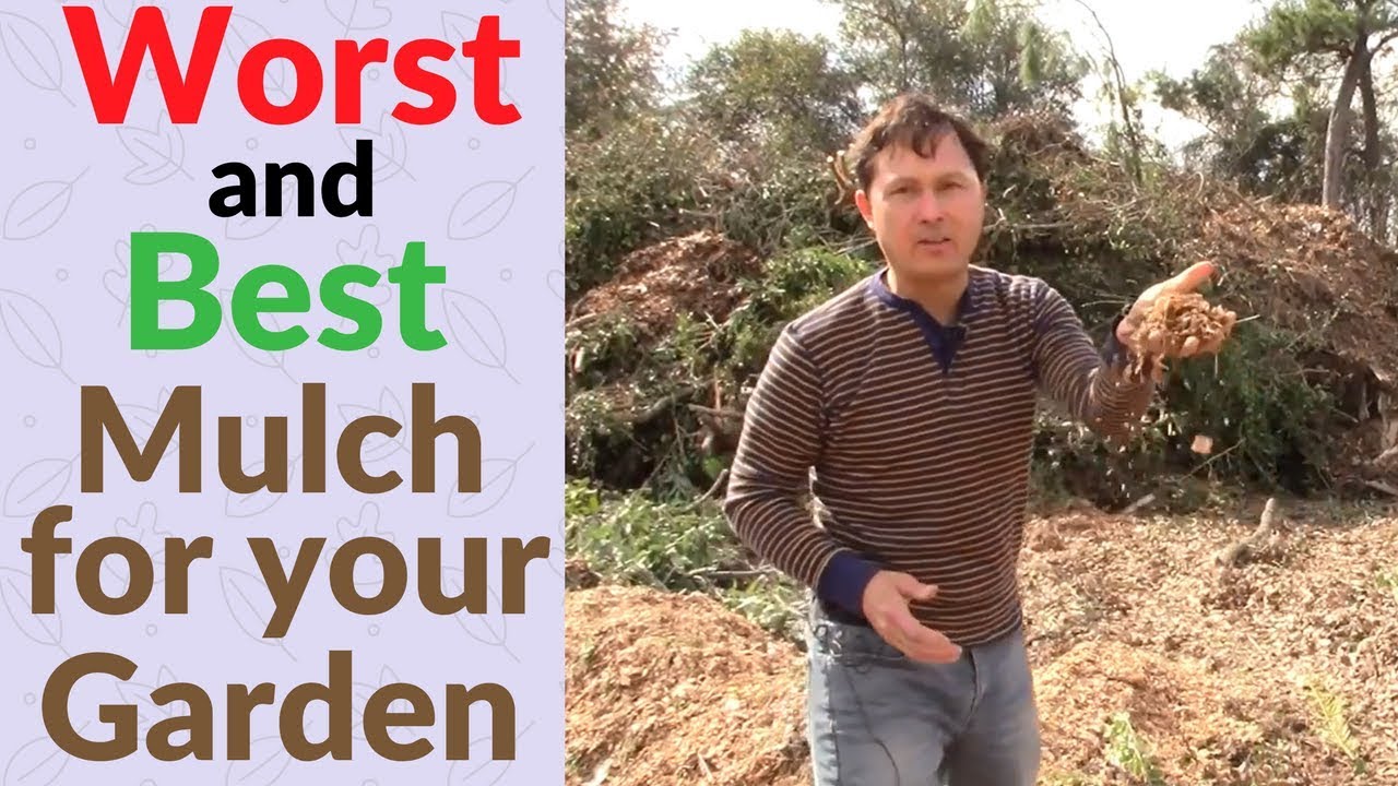 Worst and Best Wood Chip Mulch for Your Vegetable Garden - YouTube