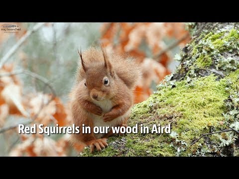 Red Squirrels in the Highlands of Scotland