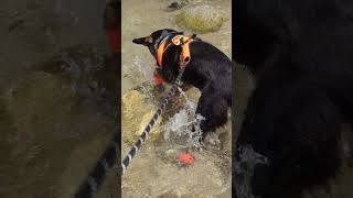 Video preview image #1 Mutt Puppy For Sale in San Bernardino , CA, USA