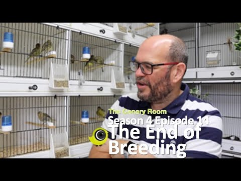The Canary Room Season 4 Episode 14  - The end of the breeding season