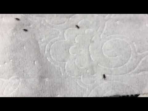 Tiny Tiny Bugs In Bathroom