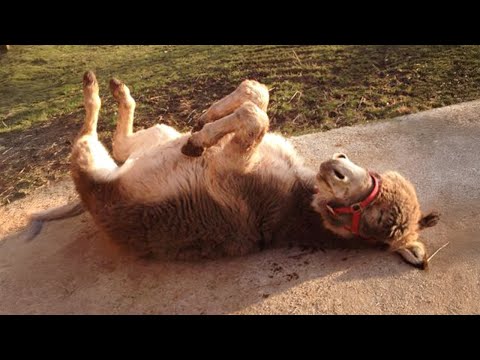Les vidéos d'animaux les plus drôles de 2024 vous feront rire aux éclats