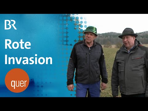 Probleme mit Wild: Hohenfels und das Rotwild | quer vom BR