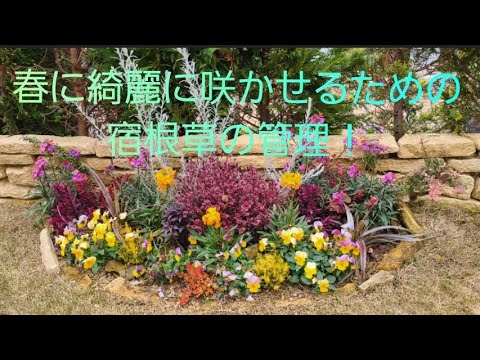 春にゼラニウムを取り出す時期はいつですか？夏の間ずっと花を咲かせるためのお手入れ方法をご紹介します。  庭園