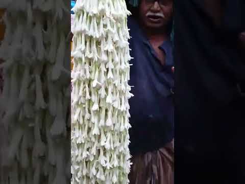 Rajanigandha Flower #shorts #ytshorts #ytshortsindia #rajanigandha #flower
