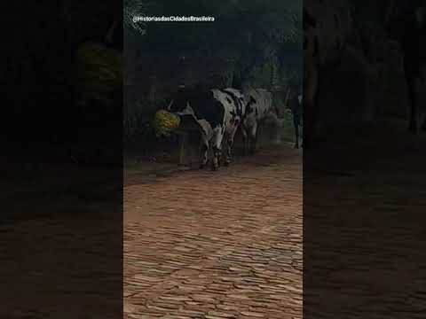As Vacas Passeando em Carangola MG # #minasgerais #amominasgerais #amominasgerais
