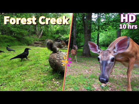 Entertain your pets with a Forest Stream featuring Squirrels, Crows and Deer | 10-Hour Cat & Dog TV
