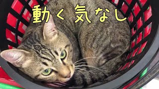 【かご猫】ポンプさん、みんな探してます!どこにいるの? Looking for my cat