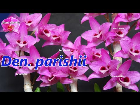 【Dendrobium parishii】 orchid reblooming
