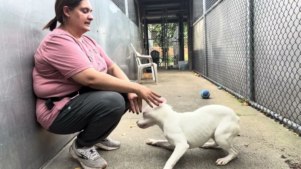 Enlarge Dottie, a Adoptable Pit Bull Terrier in Chicago, IL video 5/5