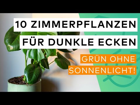 Top 10 Zimmerpflanzen für dunkle Räume, die die Luft reinigen 🌿✨