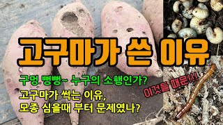 고구마 맛이 쓴 이유 고구마의 병해충 방아벌레(철사벌레),굼뱅이,쥐 등 해충이 내는 상처와 수확시 상처를 통…