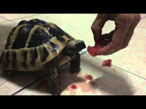 Toby the savage Tortoise