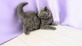 ブリティッシュショートヘアの動画01