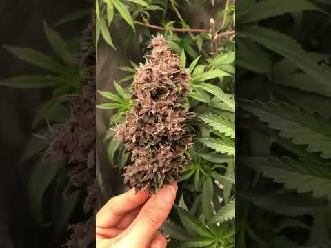 Purple Lemonade Auto | Fast Buds | Indica  by sapateirogrow