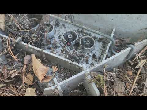 Black Widow Spider Crawling in the Bait...