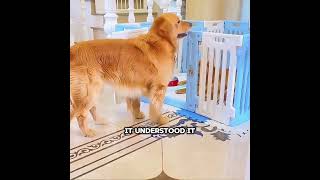 🐶🧠 This Dog Is Smarter Than Most Humans! 😱 #pets #cute #funny #shorts