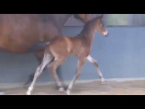 DeLorean X Sungold, 18.4.16, Colt , sold