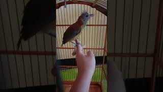 Download lagu Pituhui cucak papua😁 mp3