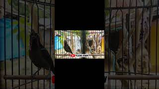 Download lagu FULL HYPER KONIN RASA KENARI GACOR ‼️ mp3